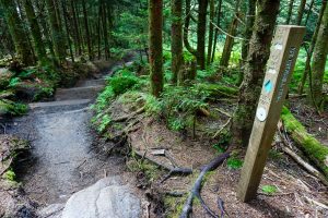 Signpost on the Mount Mitchell Trail