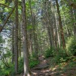 Spruce Grove on the Mount Mitchell Trail