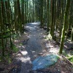 Mount Mitchell Trail on Commissary Ridge