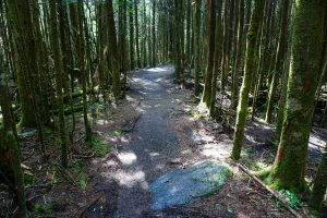 Mount Mitchell Trail on Commissary Ridge