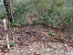 Junction of Hickory Branch and Lead Mine Gap Trails