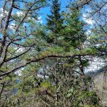 Conifer Forest on Hickory Branch Trail