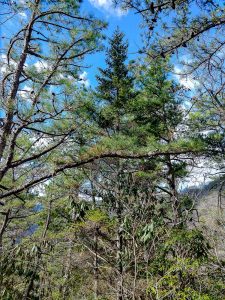 Conifer Forest on Hickory Branch Trail