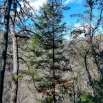 Hemlock on the Hickory Branch Trail