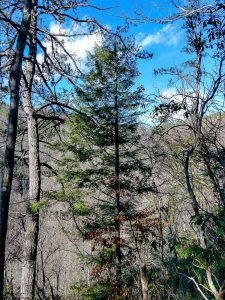 Hemlock on the Hickory Branch Trail