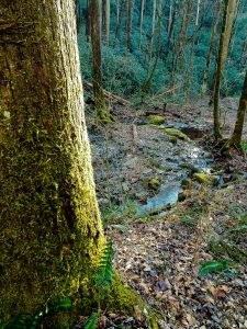 Mossy Trunk and Hickory Branch