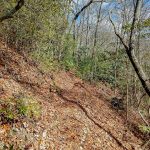 Near the Top of Hickory Branch Trail