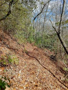 Near the Top of Hickory Branch Trail