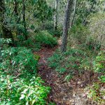 Hickory Branch Trail on the Ridge