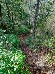 Hickory Branch Trail on the Ridge