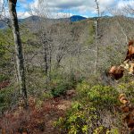 View from the Hickory Branch Trail