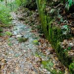 Mossy Stone Face on the Hickory Branch Trail