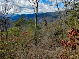 View from the Hickory Branch Trail