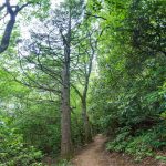 Carolina Hemlock on the Strawberry Gap Trail