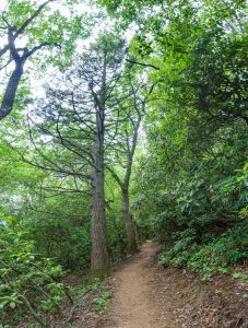 Carolina Hemlock on the Strawberry Gap Trail