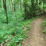 Curve on the Strawberry Gap Trail