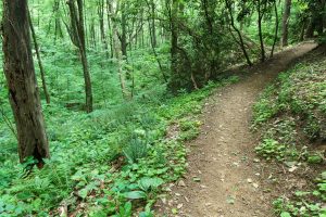 Curve on the Strawberry Gap Trail