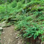 Ferns along the Strawberry Gap Trail