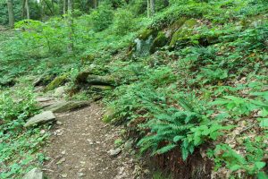 Ferns along the Strawberry Gap Trail