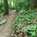 Galax along the Strawberry Gap Trail