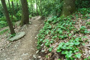 Galax along the Strawberry Gap Trail