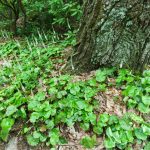 Galax at the Base of a Tree