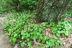 Galax at the Base of a Tree