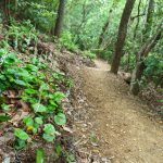 Galax Blooms Along the Strawberry Gap Trail