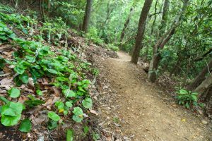 Galax Blooms Along the Strawberry Gap Trail