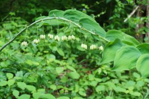 Solomon's Seal on the Strawberry Gap Trail