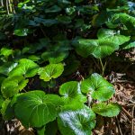 Galax on the Pinnacle Trail