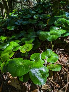 Galax on the Pinnacle Trail