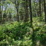 Open Forest on the Blue Ridge Pinnacle Trail