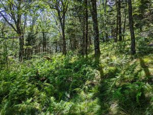 Open Forest on the Blue Ridge Pinnacle Trail