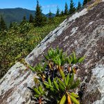 Rhodododendron in the Rocks