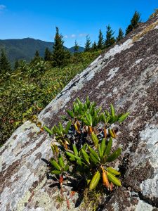 Rhodododendron in the Rocks