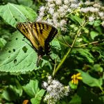 Swallowtail Butterfly on the Old Mitchell Toll Road