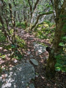 Twisted Trees on the Pinnacle Trail