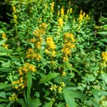 Yellow Wildflowers on the Blue Ridge Pinnacle Trail