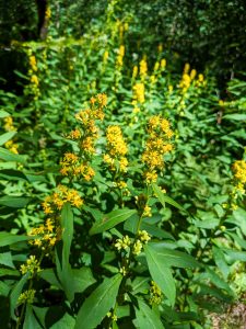 Yellow Wildflowers on the Blue Ridge Pinnacle Trail