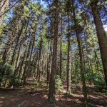 Red Spruce on the Old Mitchell Toll Road