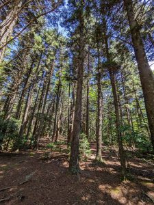 Red Spruce on the Old Mitchell Toll Road