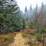 Glade on Mount Hardy