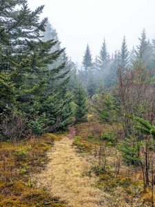 Glade on Mount Hardy
