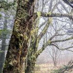 Mossy Trees on Mount Hardy