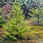 Shapely Spruces on Mount Hardy