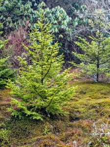Shapely Spruces on Mount Hardy