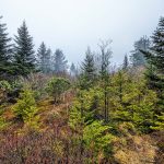 Glade on Mount Hardy