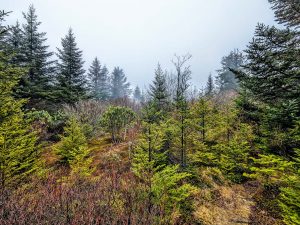Glade on Mount Hardy