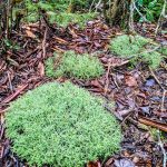 Pillows of Lichen on Mount Hardy
